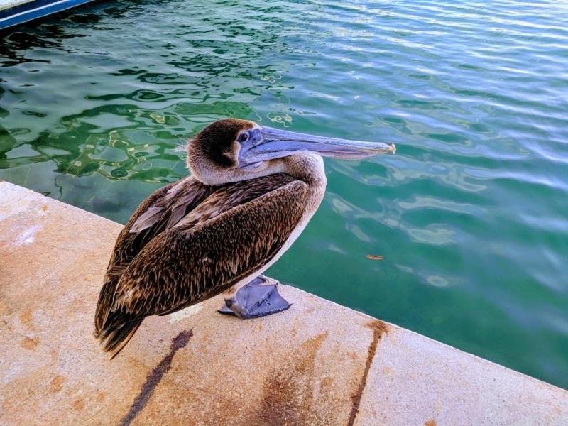 Bahia Principe & Golf Residences تولوم المظهر الخارجي الصورة